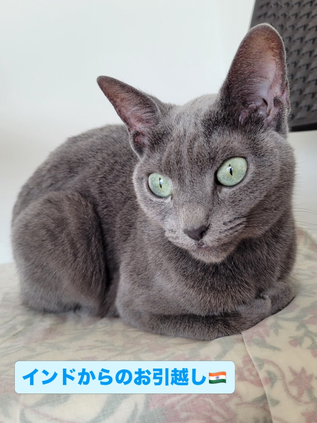 【インドから猫ちゃん1匹お引越し】 こんにちは、ペ・・・ イメージ1