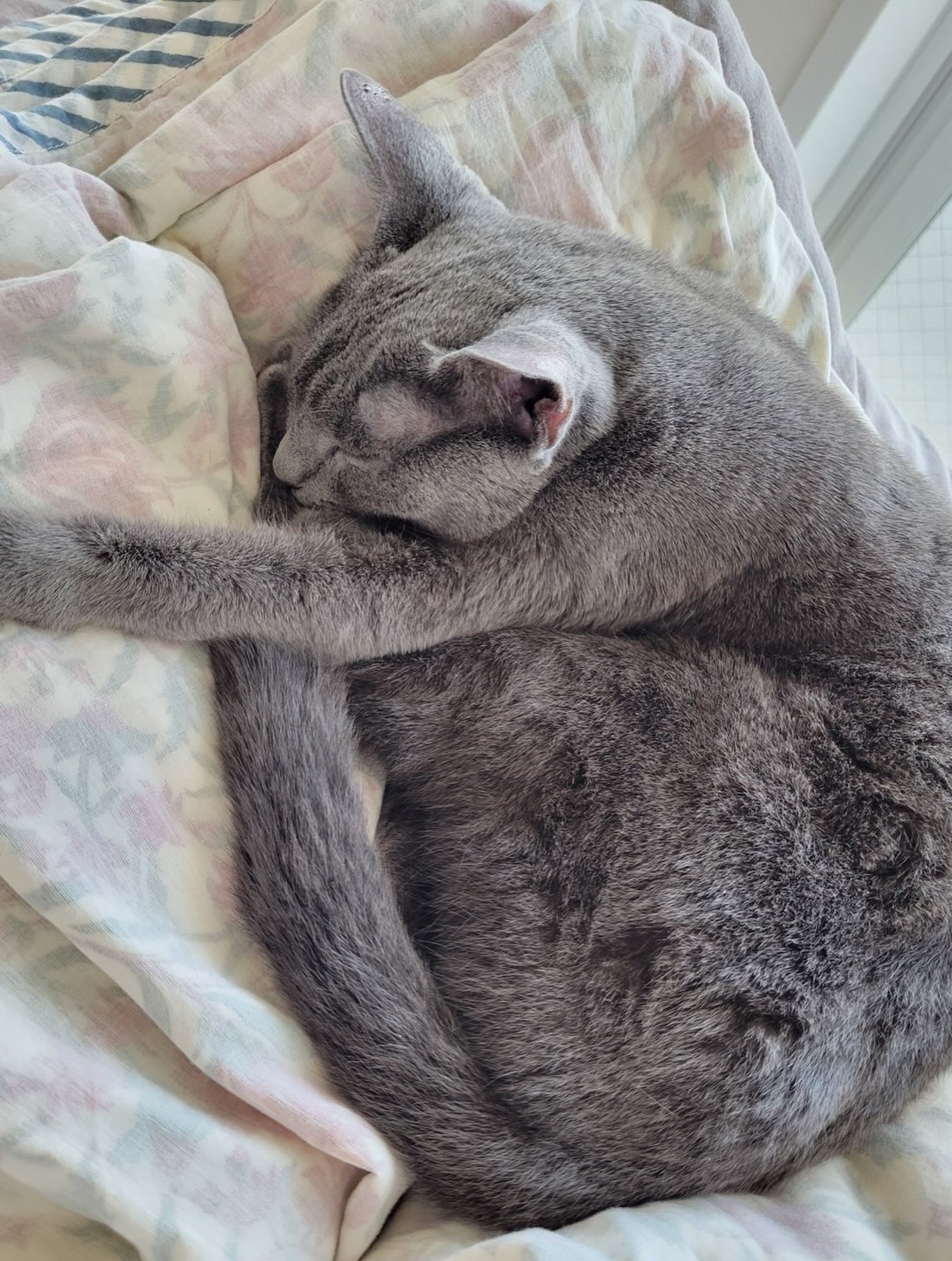 【インドから猫ちゃん1匹お引越し】 こんにちは、ペ・・・ イメージ3
