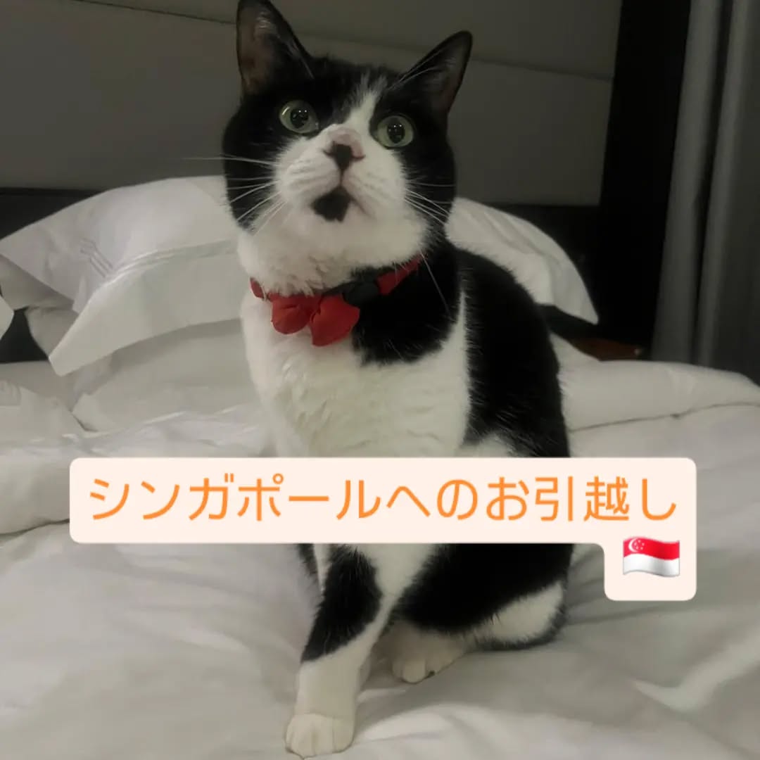 【シンガポールにネコちゃん1頭を輸出しました】 こ・・・ イメージ1