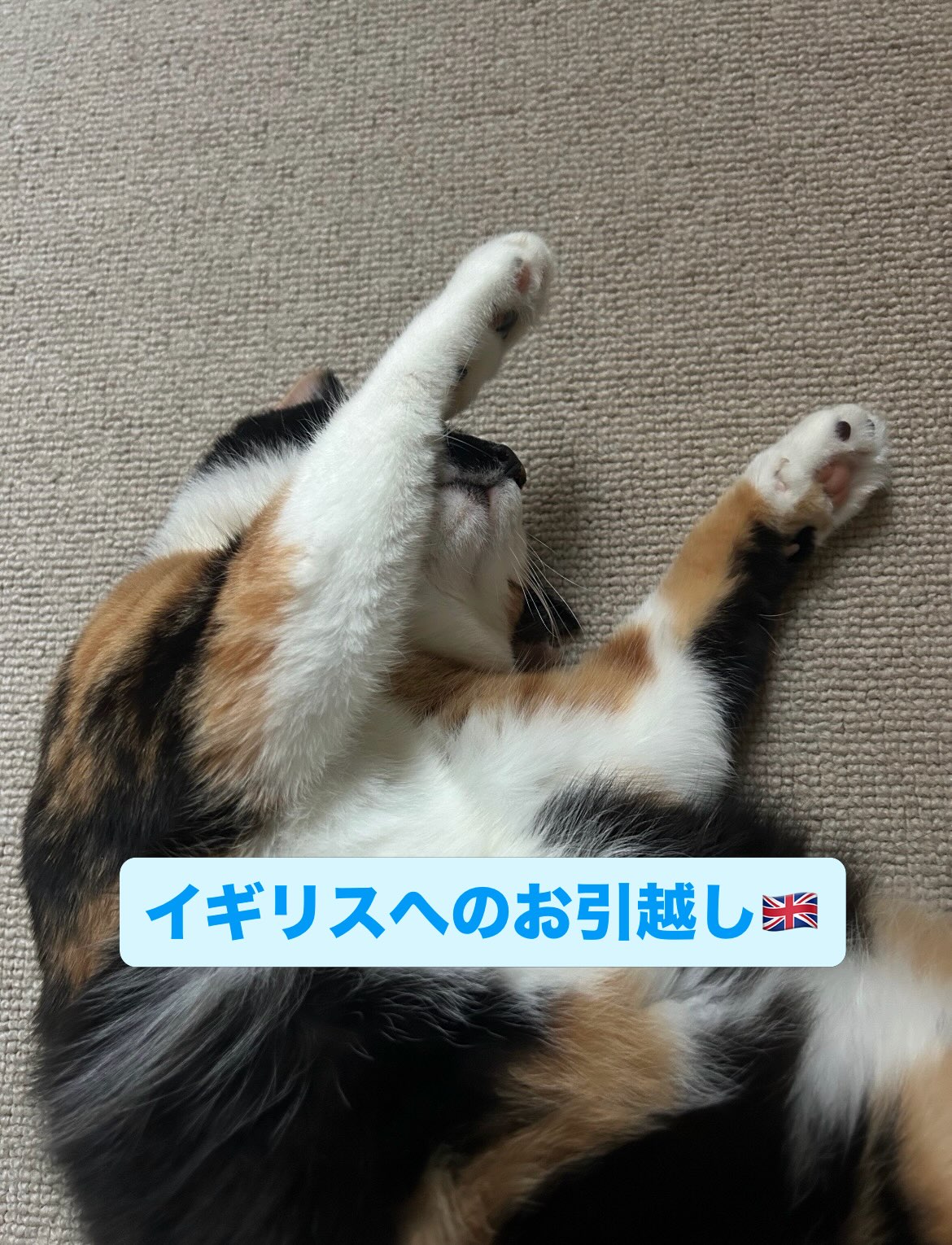 【イギリスへネコちゃん1匹のお引越し】 こんにちは・・・ イメージ1
