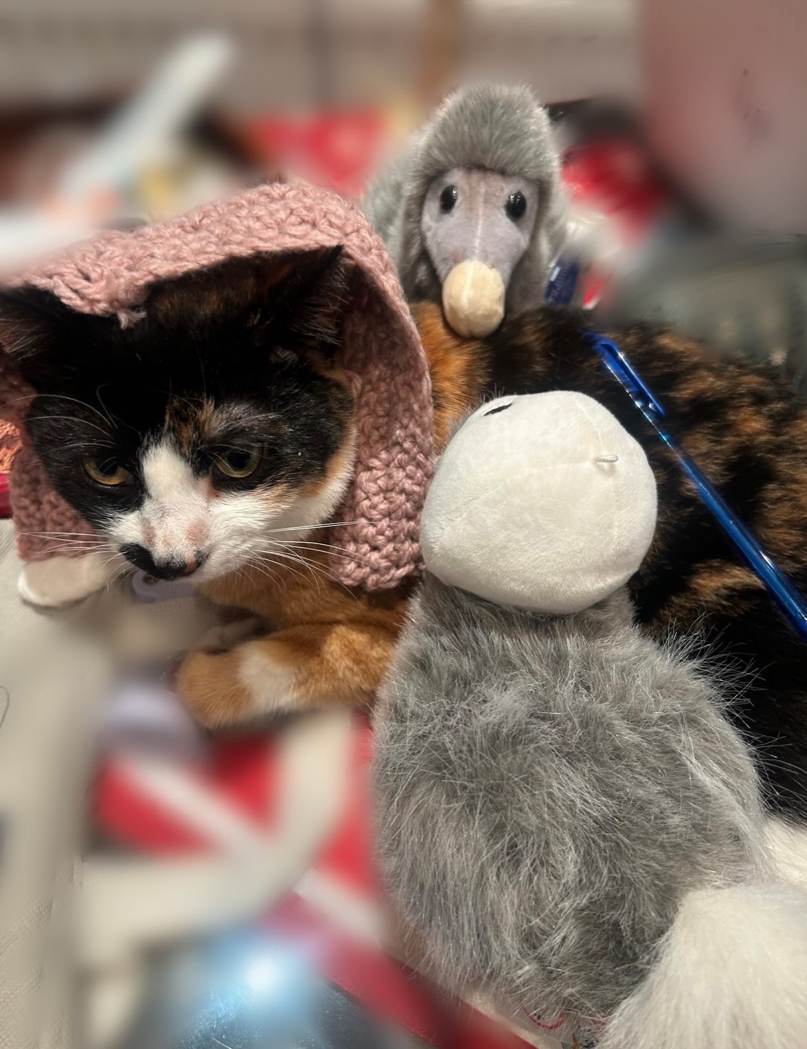 【イギリスへネコちゃん1匹のお引越し】 こんにちは・・・ イメージ2