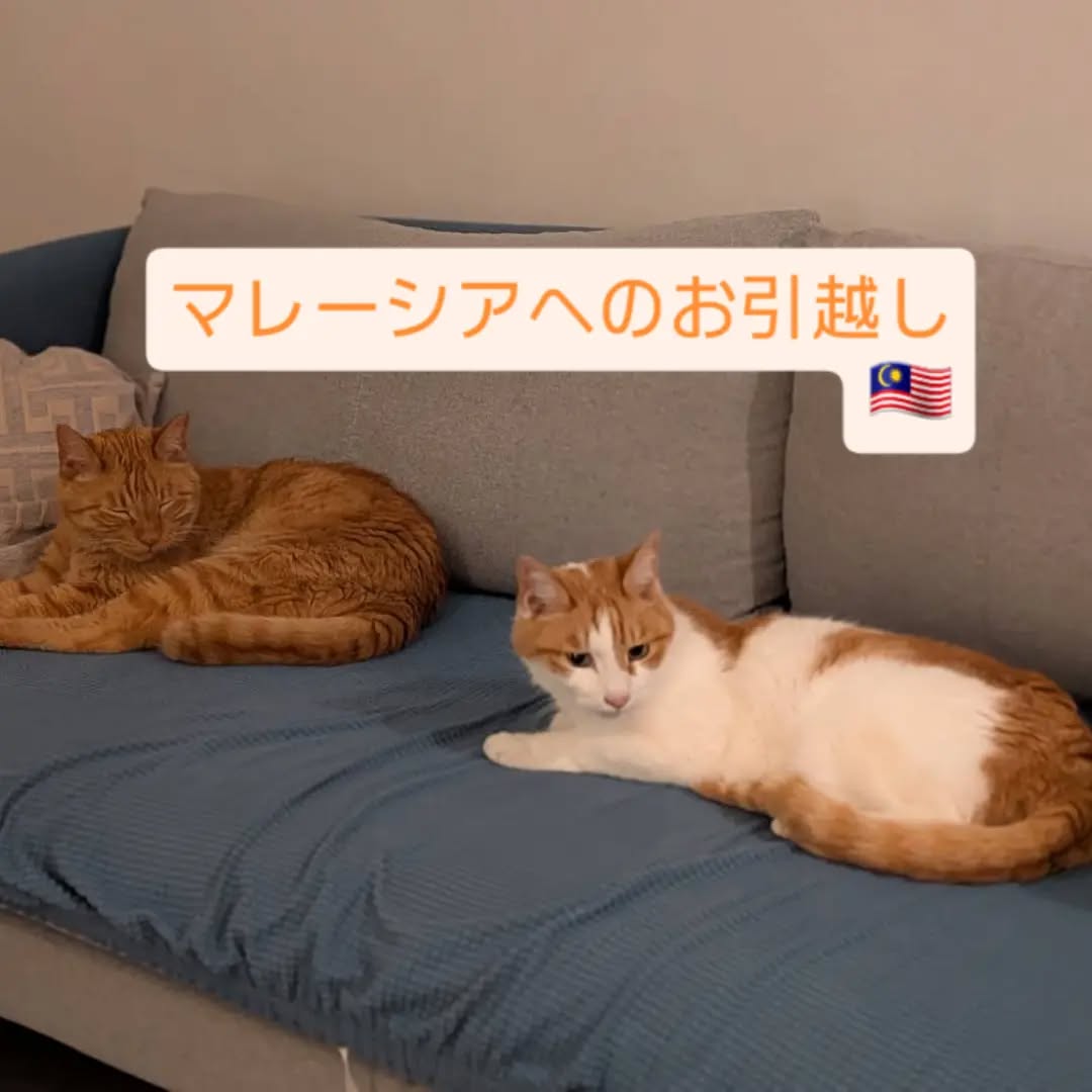 【マレーシアにネコちゃん2頭を輸出しました】 こん･･･ イメージ1
