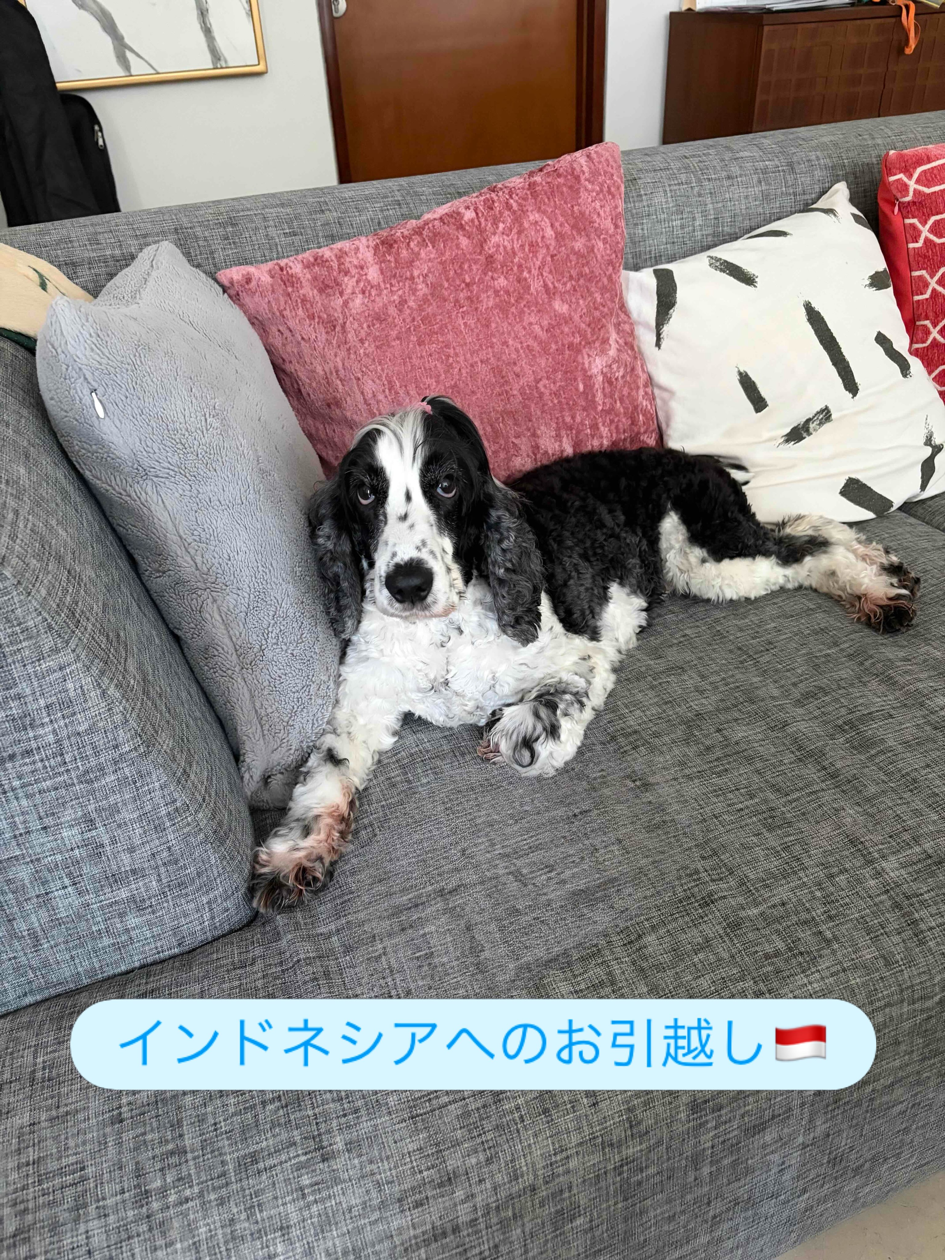 【インドネシアへワンちゃん1匹を輸出しました】 こ・・・ イメージ1