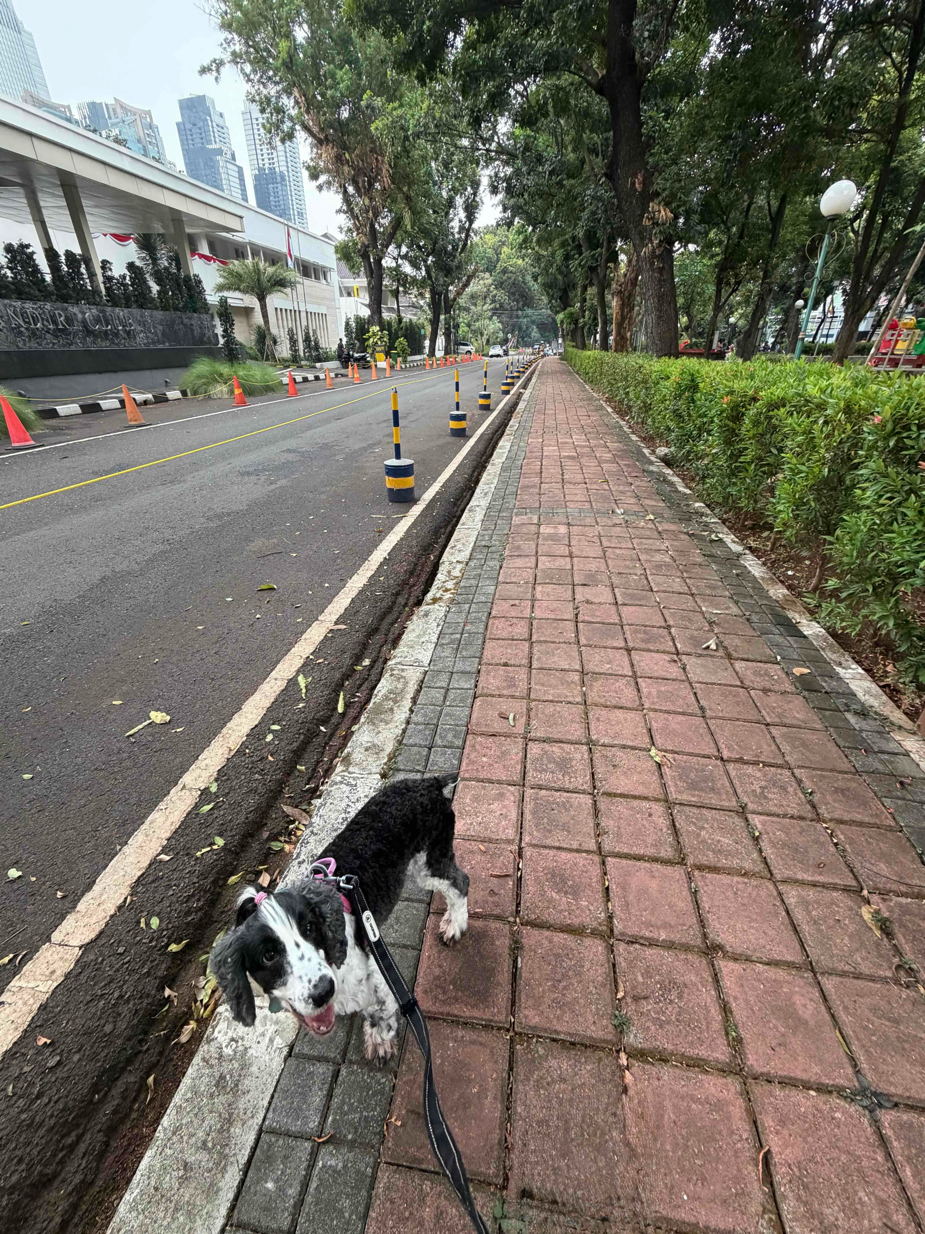 【インドネシアへワンちゃん1匹を輸出しました】 こ・・・ イメージ2
