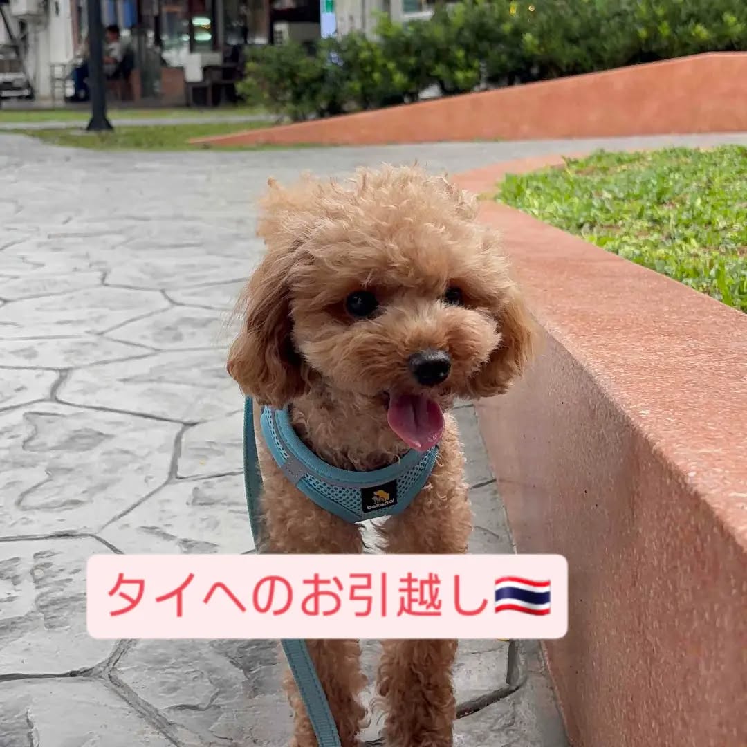【タイにワンちゃん1頭を輸出しました】 こんにちは・・・ イメージ1