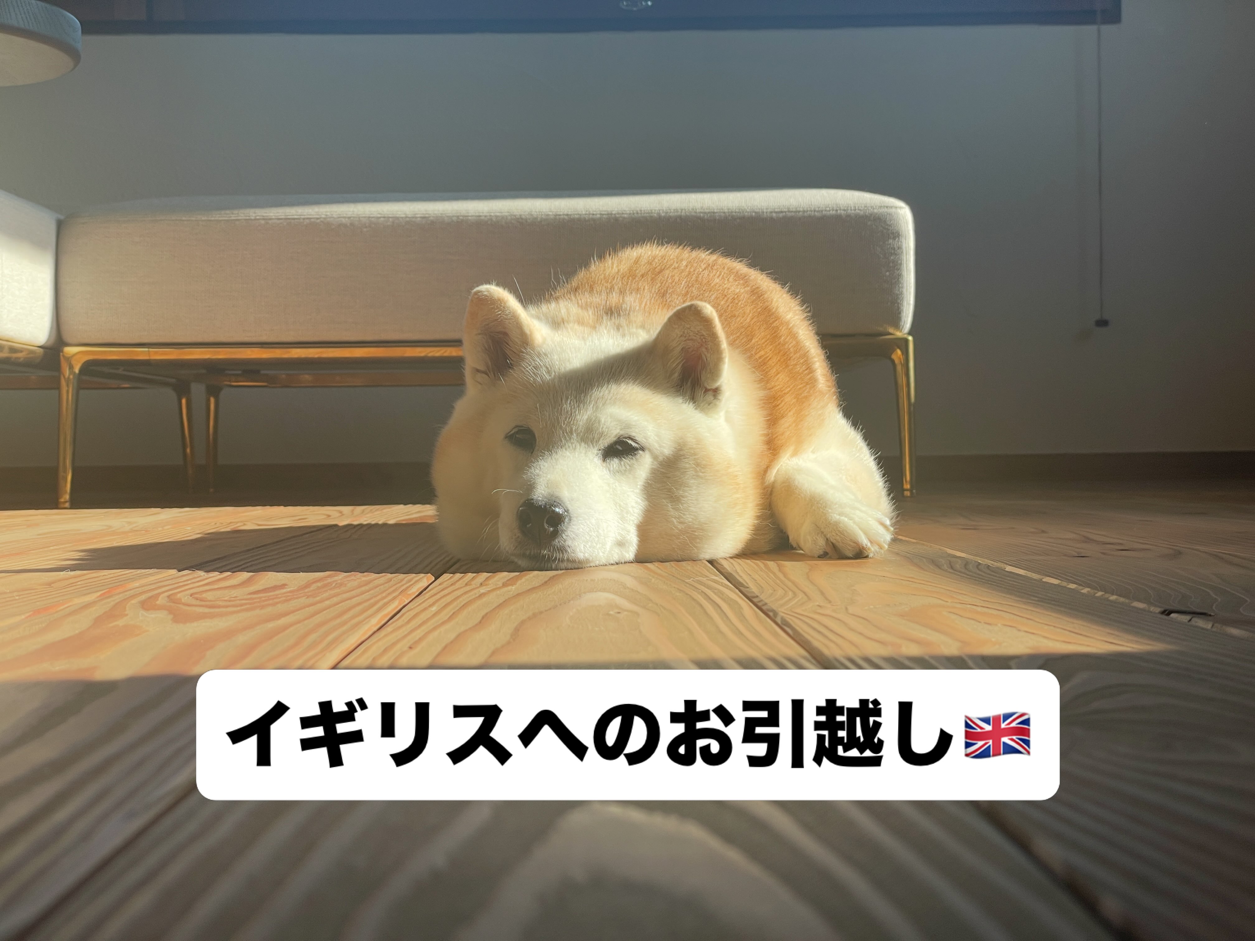 【イギリスへワンちゃん1匹のお引越し】 こんにちは･･･ イメージ1