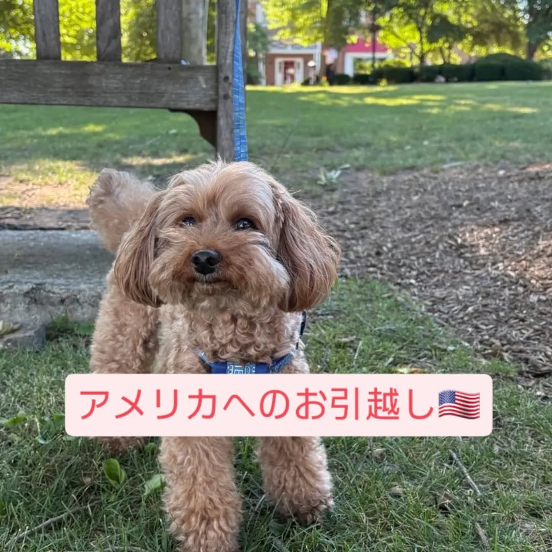 【アメリカにワンちゃん1頭を輸出しました】 こんに・・・ イメージ1