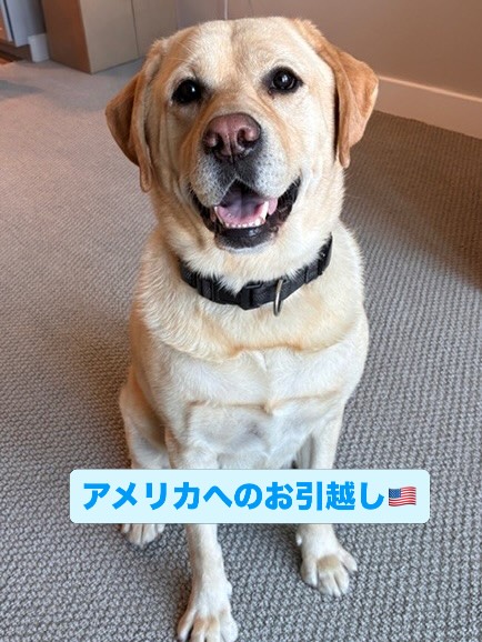 【アメリカへワンちゃん1匹のお引越し】 こんにちは・・・ イメージ1